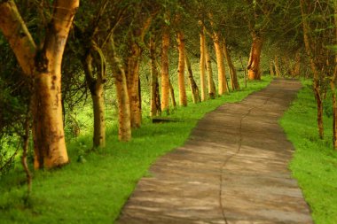 Forest pathway clipart