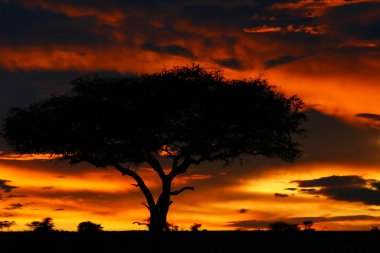 Tree shade and dramatic sunset clipart