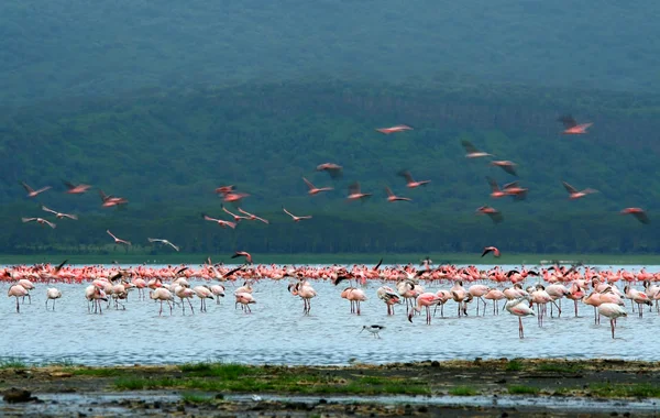 Hejna Flamingo — Stock fotografie