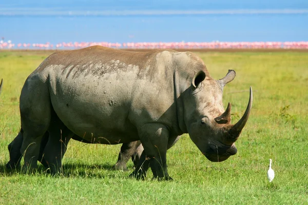 Rinoceronte en la naturaleza — Foto de Stock