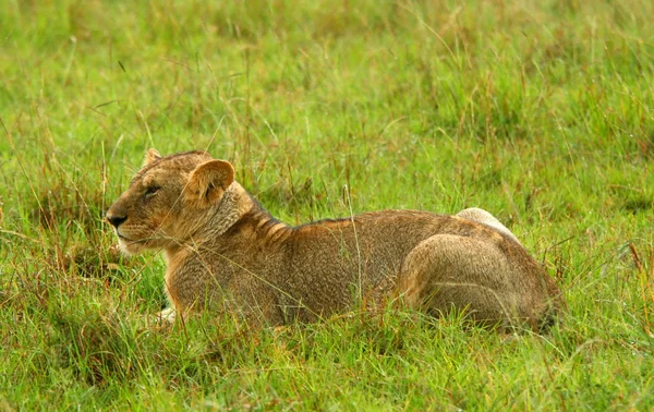 Lionne africaine sauvage — Photo