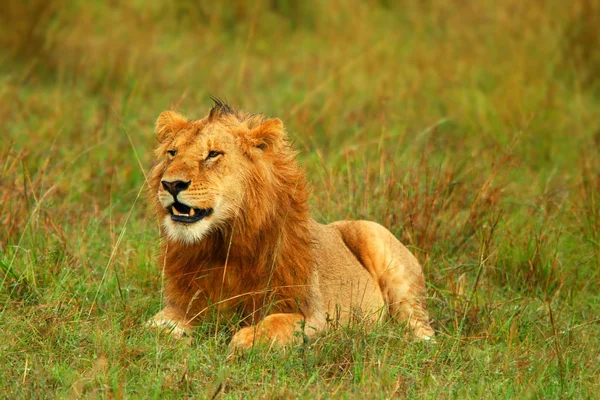 Νεαρό άγριο αφρικανικό λιοντάρι — Φωτογραφία Αρχείου