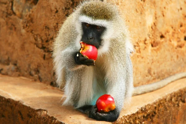 Portrét divoké hladové opice — Stock fotografie