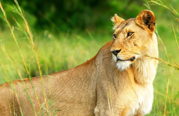Красива дика африканська левиця — стокове фото