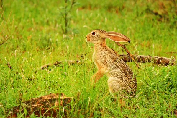 Дикий заяц — стоковое фото