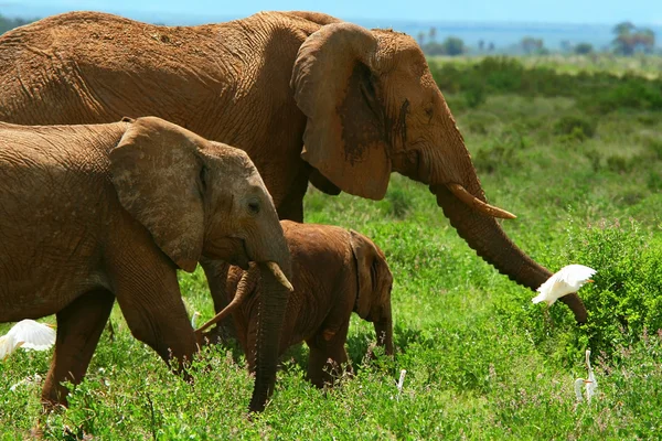 Rodina slonů v přírodě — Stock fotografie
