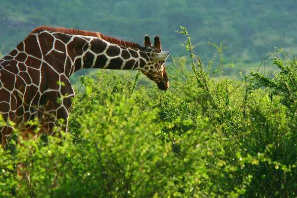 Žirafa v divočině — Stock fotografie