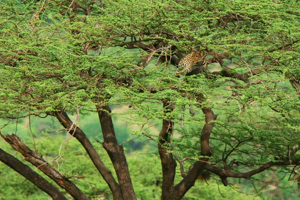 Leopardo na árvore — Fotografia de Stock