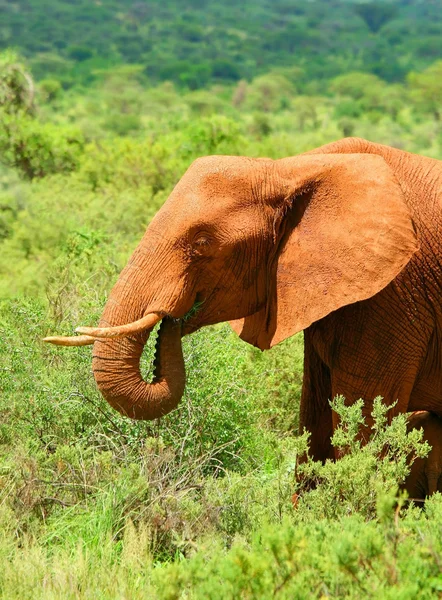 Elefante africano selvatico — Foto Stock