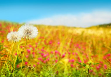 Dandelions field clipart