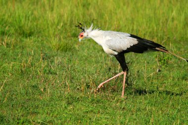 Secretarybird