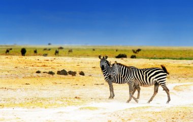 African wild zebras clipart