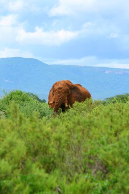 Elephant in the wild clipart