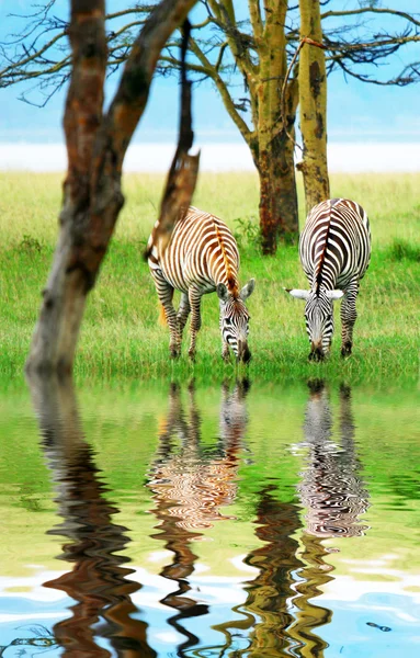 Дикие зебры — стоковое фото