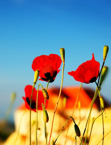 Poppy bloemen weide — Stockfoto