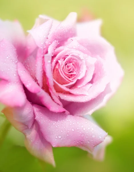 Świeże róża różowy — Zdjęcie stockowe
