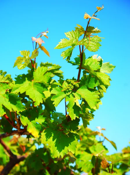 Крупный план на виноградных листьях — стоковое фото