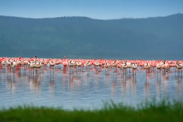 Herden von Flamingos — Stockfoto