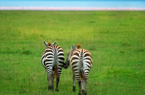 Dvě divoké zebry — Stock fotografie