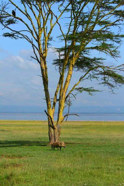 Javali ao lado da árvore — Fotografia de Stock
