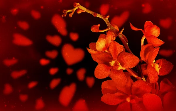Rode orchidee liefde achtergrond — Stockfoto