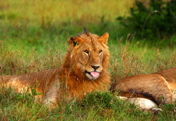Retrato do jovem leão africano selvagem — Fotografia de Stock