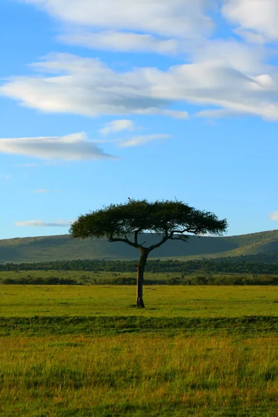 Jednego drzewa na polu — Zdjęcie stockowe