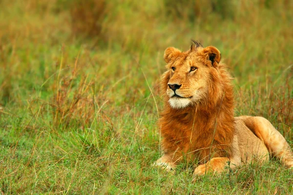 Retrato de un joven león salvaje africano —  Fotos de Stock