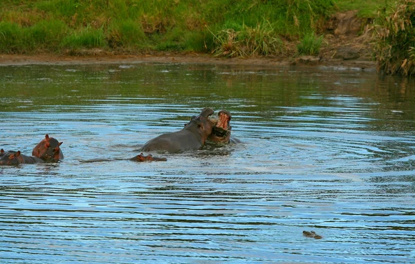 Kampf zweier Flusspferde — Stockfoto