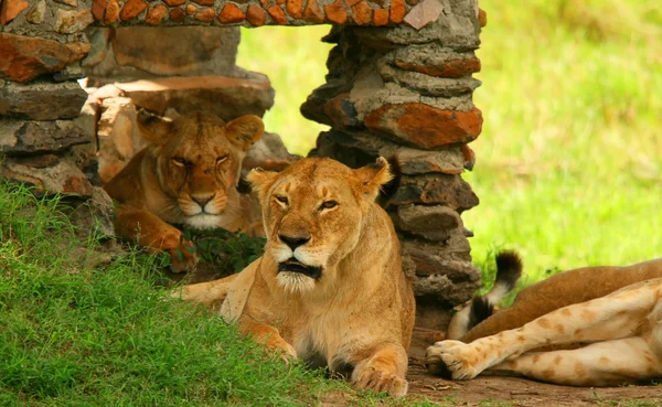 Portrait of wild lion — Stock Photo, Image