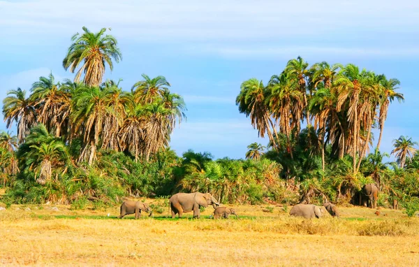 Les éléphants dans la nature — Photo