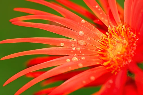 Nahaufnahme auf Blume — Stockfoto