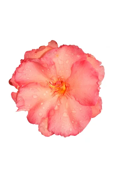 Flor rosa fresca com gotas — Fotografia de Stock