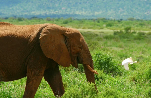 Слон у дикій природі — стокове фото