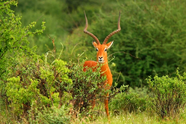 Portrét samec antilopy — Stock fotografie