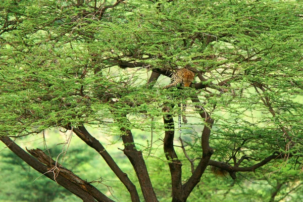 豹子在树上 — 图库照片