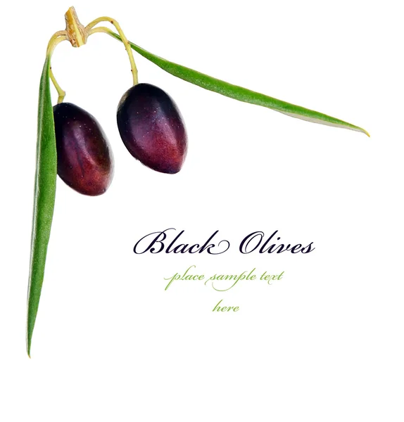 Olive branch border — Stock Photo, Image