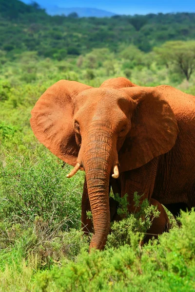 野生非洲象群 — 图库照片