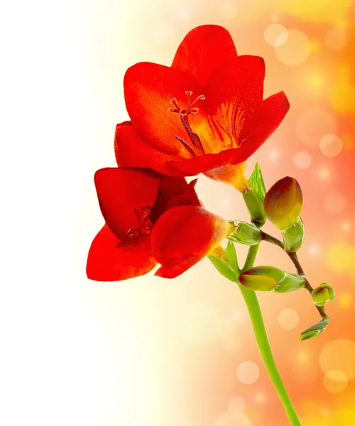 Fresh spring flowers — Stock Photo, Image