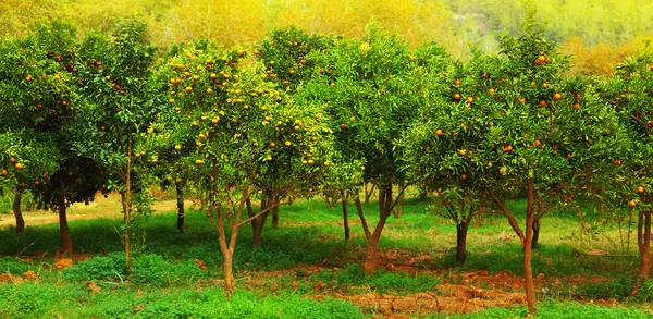 Drzew mandarynkowych — Zdjęcie stockowe