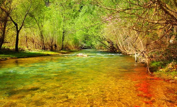 Річка ліс — стокове фото