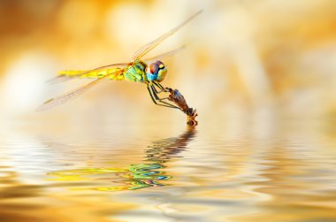 Closeup portrait of dragonfly clipart