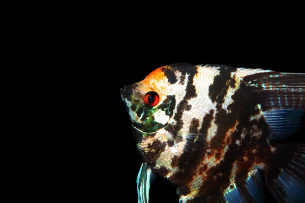 Exotic fish — Stock Photo, Image