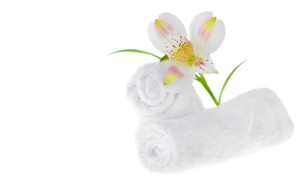 Fresh white lily — Stock Photo, Image