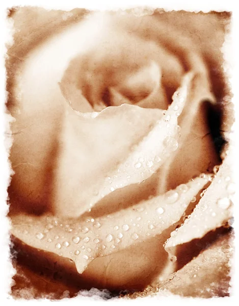 Grunge τριαντάφυλλο — Φωτογραφία Αρχείου
