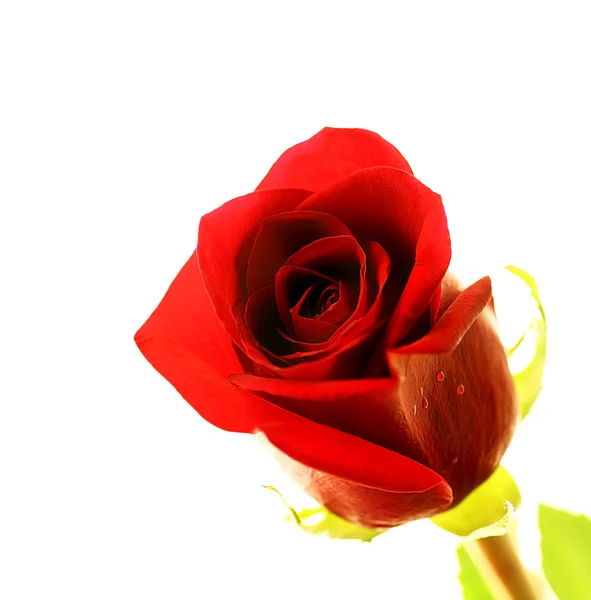 Rose rouge fraîche — Photo