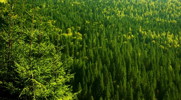 녹색 숲 배경 — 스톡 사진