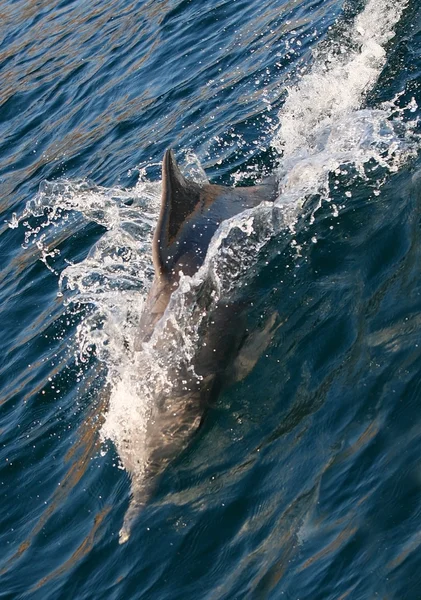 Piękne Delfin — Zdjęcie stockowe