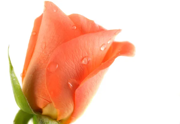 Pink rose és dops, a harmat청진 기를 가진 젊은 의사 남자 — Stock Fotó