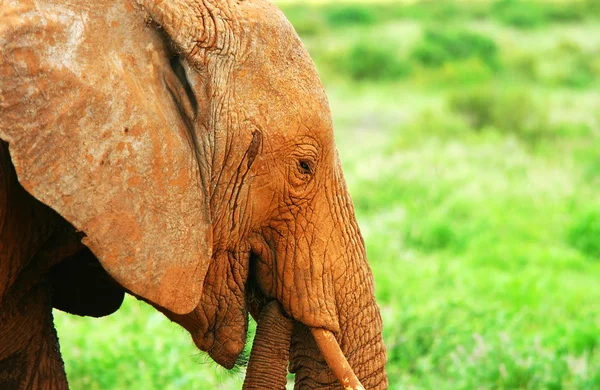 Elefante in natura — Foto Stock
